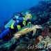 turtle_green_er_h_0705_png1054.jpg